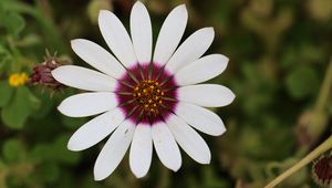 Preview wallpaper daisy, flower, white, macro, petals