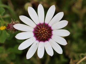 Preview wallpaper daisy, flower, white, macro, petals