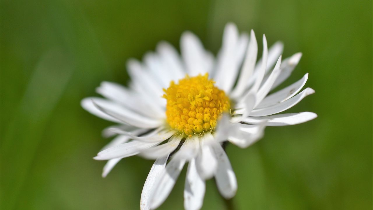 Wallpaper daisy, flower, white, blur, petals