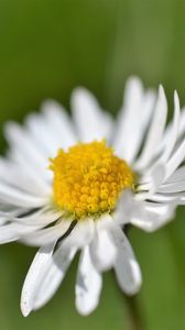 Preview wallpaper daisy, flower, white, blur, petals