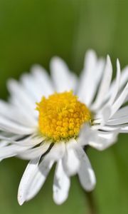 Preview wallpaper daisy, flower, white, blur, petals