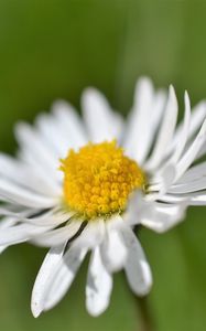 Preview wallpaper daisy, flower, white, blur, petals