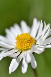 Preview wallpaper daisy, flower, white, blur, petals