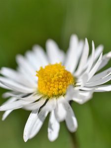 Preview wallpaper daisy, flower, white, blur, petals