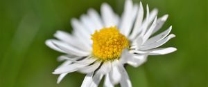 Preview wallpaper daisy, flower, white, blur, petals