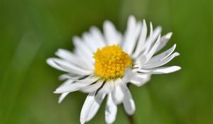 Preview wallpaper daisy, flower, white, blur, petals