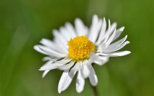 Preview wallpaper daisy, flower, white, blur, petals