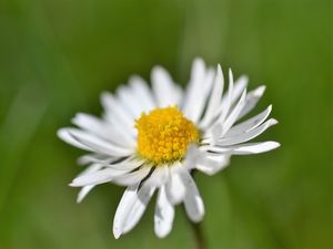 Preview wallpaper daisy, flower, white, blur, petals