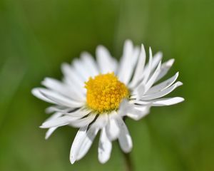 Preview wallpaper daisy, flower, white, blur, petals