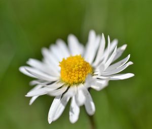 Preview wallpaper daisy, flower, white, blur, petals