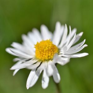 Preview wallpaper daisy, flower, white, blur, petals