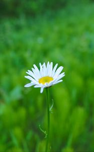 Preview wallpaper daisy, flower, white, greens, summer