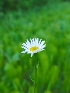 Preview wallpaper daisy, flower, white, greens, summer