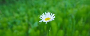 Preview wallpaper daisy, flower, white, greens, summer