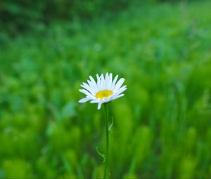 Preview wallpaper daisy, flower, white, greens, summer