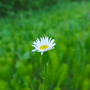 Preview wallpaper daisy, flower, white, greens, summer