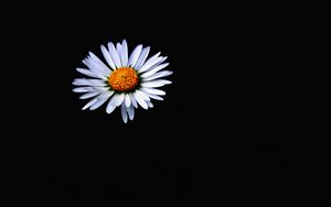 Preview wallpaper daisy, flower, white, darkness, minimalism