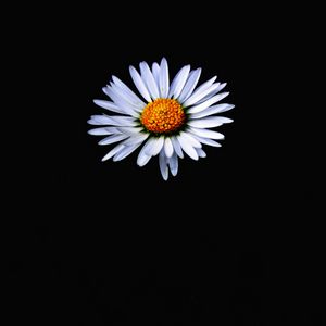 Preview wallpaper daisy, flower, white, darkness, minimalism