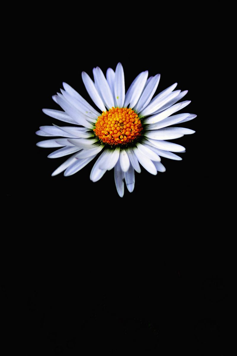 10,000 Stunning Daisy Flower Images for Free [HD] - Pixabay