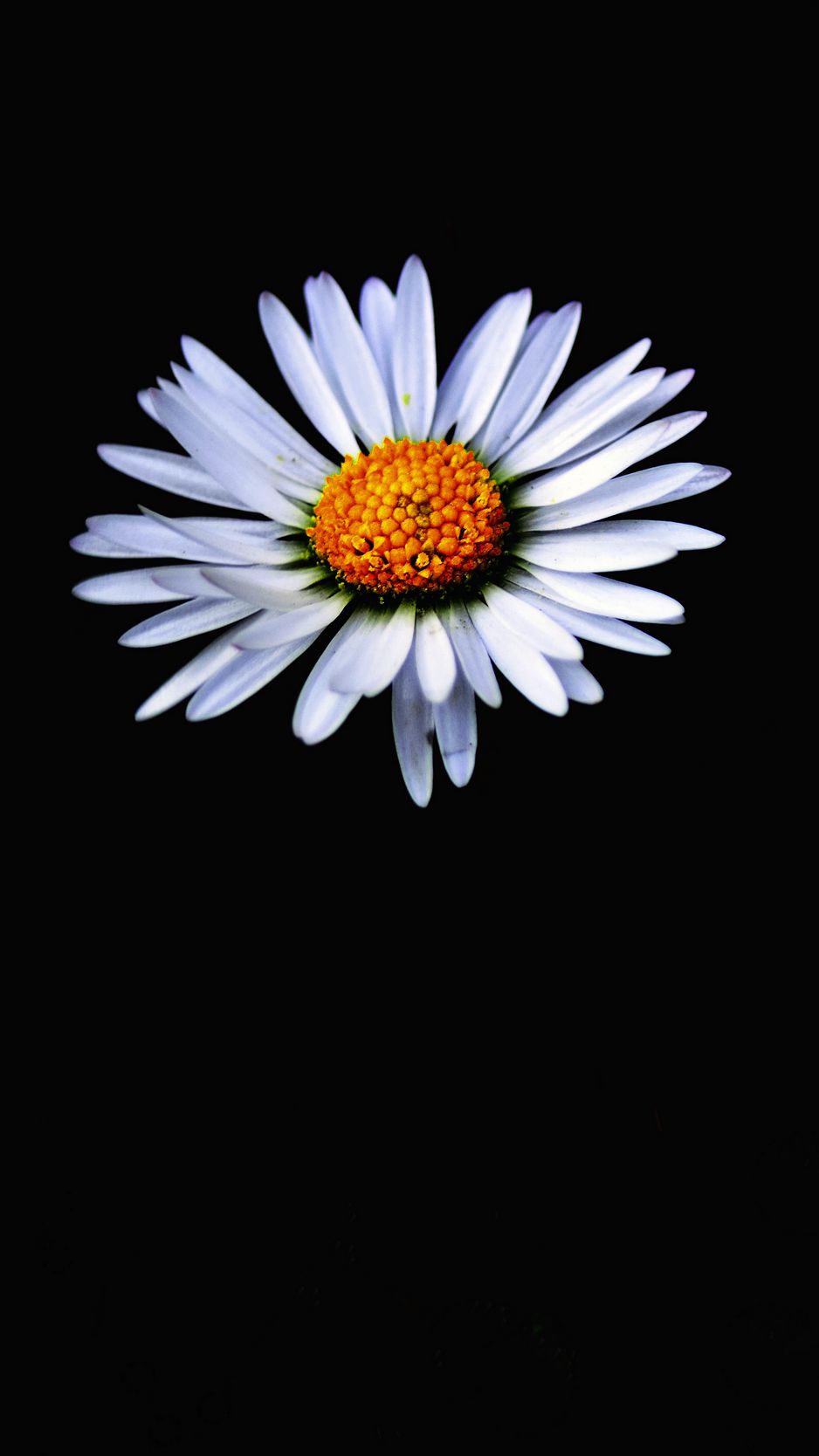 white daisy flower wallpaper