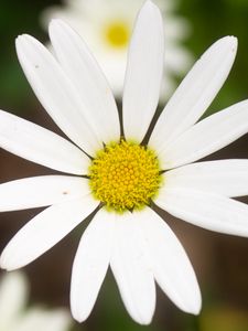 Preview wallpaper daisy, flower, white, macro