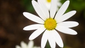 Preview wallpaper daisy, flower, white, macro