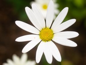 Preview wallpaper daisy, flower, white, macro