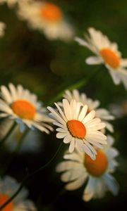 Preview wallpaper daisy, flowers, blur, stems