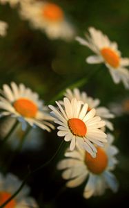 Preview wallpaper daisy, flowers, blur, stems