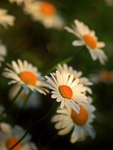 Preview wallpaper daisy, flowers, blur, stems