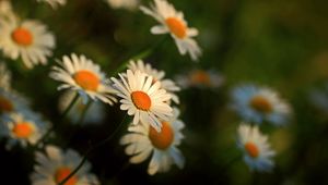 Preview wallpaper daisy, flowers, blur, stems