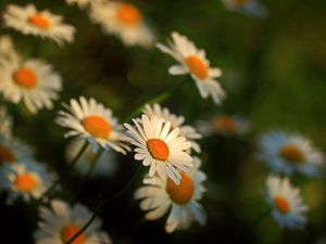 Preview wallpaper daisy, flowers, blur, stems