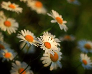 Preview wallpaper daisy, flowers, blur, stems