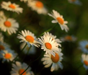 Preview wallpaper daisy, flowers, blur, stems