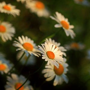Preview wallpaper daisy, flowers, blur, stems