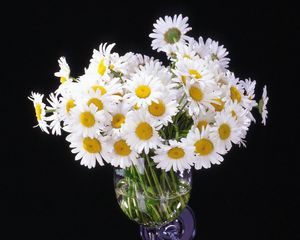 Preview wallpaper daisy, flowers, bouquet, vase, black background