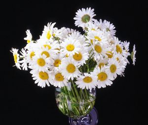 Preview wallpaper daisy, flowers, bouquet, vase, black background