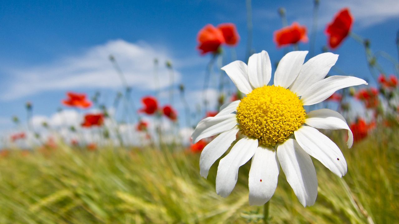 Wallpaper daisy, flowers, field, summer, sky, clouds, mood