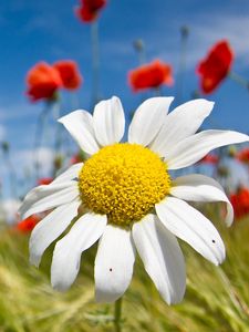 Preview wallpaper daisy, flowers, field, summer, sky, clouds, mood