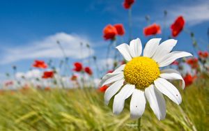 Preview wallpaper daisy, flowers, field, summer, sky, clouds, mood