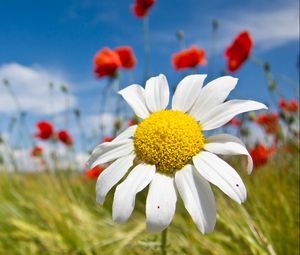 Preview wallpaper daisy, flowers, field, summer, sky, clouds, mood