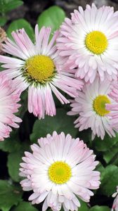 Preview wallpaper daisy, flowers, flowerbed, green, close-up