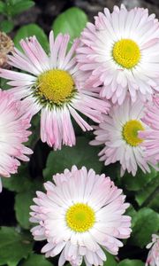 Preview wallpaper daisy, flowers, flowerbed, green, close-up