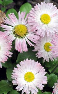 Preview wallpaper daisy, flowers, flowerbed, green, close-up