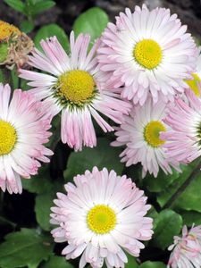 Preview wallpaper daisy, flowers, flowerbed, green, close-up