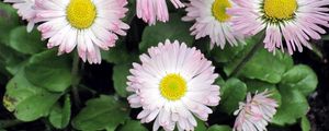 Preview wallpaper daisy, flowers, flowerbed, green, close-up