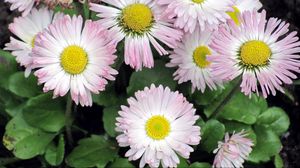 Preview wallpaper daisy, flowers, flowerbed, green, close-up