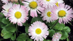 Preview wallpaper daisy, flowers, flowerbed, green, close-up