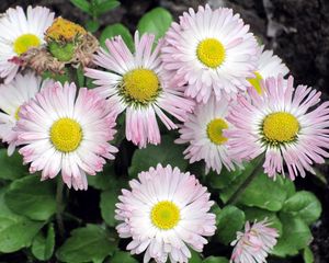 Preview wallpaper daisy, flowers, flowerbed, green, close-up