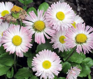 Preview wallpaper daisy, flowers, flowerbed, green, close-up